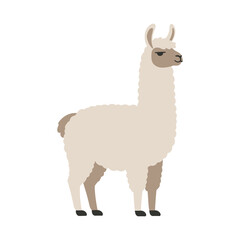 Cute cartoon llama with fluffy cream wool and brown face, standing in side profile with a calm expression, flat minimalist vector illustration isolated on a background