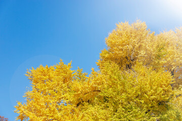 青空に映える黄金色の銀杏の木
