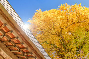 青空に映える黄金色の銀杏の木