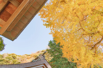 青空に映える黄金色の銀杏の木