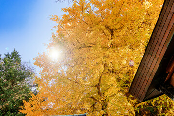 青空に映える黄金色の銀杏の木