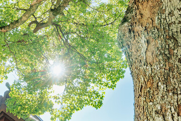 太陽の光が綺麗な新緑の木