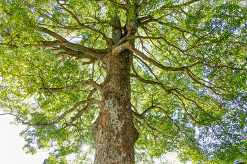 太陽の光が綺麗な新緑の木