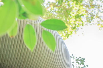 光が差し込む緑の葉と曲線のテクスチャ