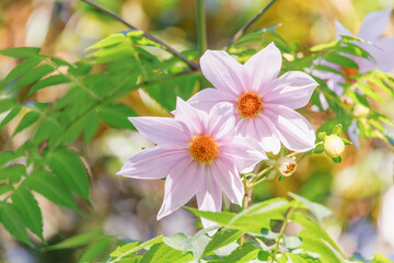 淡いピンク色の皇帝ダリア