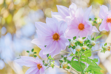 淡いピンク色の皇帝ダリア