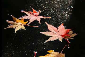 手水鉢に映る紅葉の情景