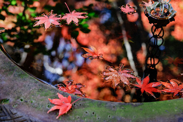 手水鉢に映る紅葉の情景
