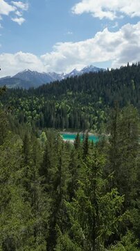 Evergreen spruce tree forest around Lake Cauma in Flims, Switzerland aerial drone vertical video
