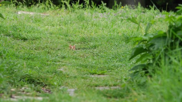 Hamster freezes in long grass with only head visible, staring intently