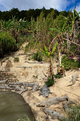 Group of crocodiles sunbathing on sandy riverbank near pond, tropical habitat with banana plants and steps, wildlife reptiles in daylight