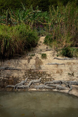 Group of crocodiles sunbathing on sandy riverbank near pond, tropical habitat with banana plants and steps, wildlife reptiles in daylight