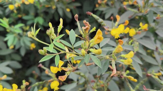Close-up of arhar dal plant with yellow flowers gently swaying in the breeze, showing natural motion, soft focus leaves, and a calm rural agricultural background.