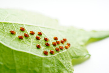 白背景にシソの葉の裏に産み付けられたホオズキカメムシのメタリックな卵