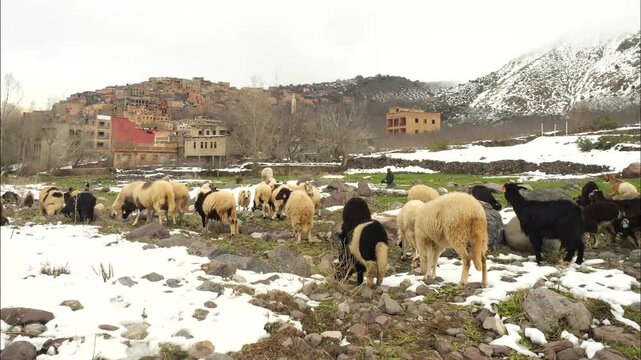 A flock or herd with snowy mountain and buildings in background. Imlil, Aroumd, Morocco