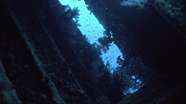 In this underwater scene, corals and fishes can be seen in the interior of the SS Carnatic , the elegant 1869 British steamship wreck lying on her port side at 22&ndash;27 meters.