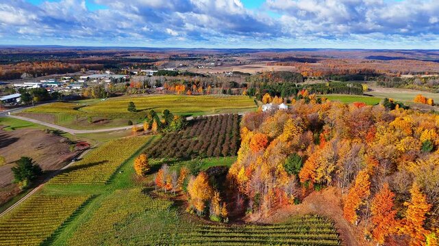 Autumn tree foliage and vineyard rows in Traverse City, Michigan, USA in aerial view