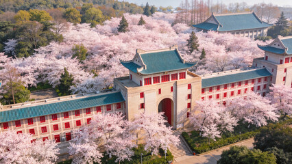 Naklejka premium Cherry blossoms are in full bloom at Wuhan University in Hubei, China.