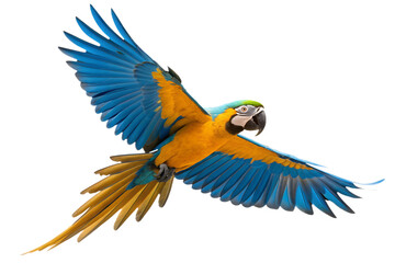 Colorful Blue and Gold Macaw Parrot Flying Isolated on Transparent Background PNG