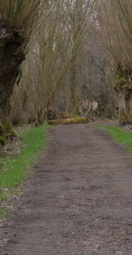 Tree Lined Road in Countryside, Scenic Pathway 