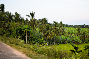 A Beautiful Green Village Landscape with Tall Coconut Tree and Lush Tropical Nature in Sri Lanka. Peaceful Green Village Scene with Coconut Tree, Blue Sky, and Fresh Rural Environment. Serene Village
