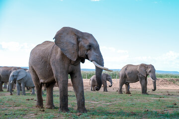 Obraz premium Majestic elephants roaming freely in Addo Elephant Park, South Africa during a sunny day