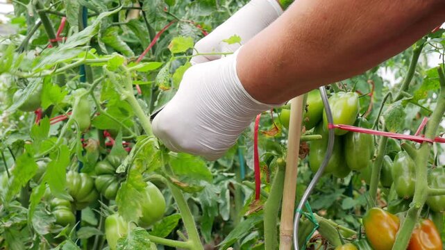 Tomato Plant Care in Garden, Gloved Hand Checking Ripe Fruit