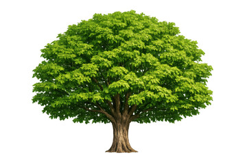 Lush green tree with full foliage presenting growth, life, and environmental sustainability on a transparent background