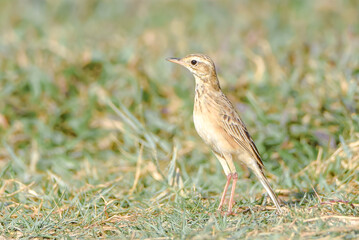 Fototapeta premium female house sparrow