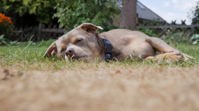 Dog Napping Outdoors, Cozy Animal Sleep Close Up in Nature