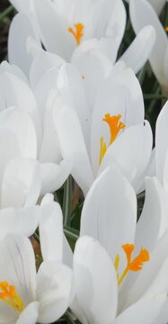 Crocus Flower Macro in Garden, Springtime Nature Scene Clip