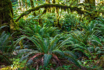 Lush Green Moss-Covered Forest on Marymere Falls Trail