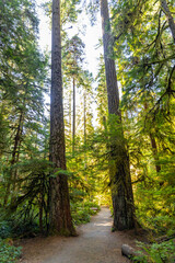 Obraz premium Lush Green Moss-Covered Forest on Marymere Falls Trail