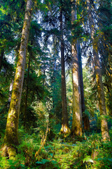 Obraz premium Scenic Morning View of Moss-Covered Forest