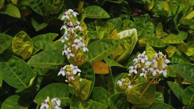 Pseuderanthemum carruthersii, the Carruthers' falseface, family Acanthaceae. Haleiwa, Honolulu, Oahu, Hawaii. Pseuderanthemum carruthersii var. carruthersii (Variegated False Eranthemum)