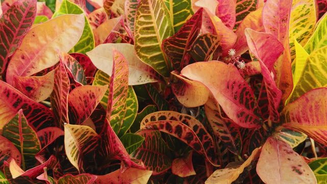 Codiaeum variegatum, croton or variegated croton, is a species of plant in the Euphorbiaceae family.  Haleiwa, Honolulu, Oahu, Hawaii