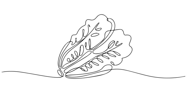 romaine lettuce continuous one line drawing, one line art Lettuce vector illustration. line art, one continuous line, simple, hand drawn and sketch style. for icons, symbols, signs or logos, Fresh.