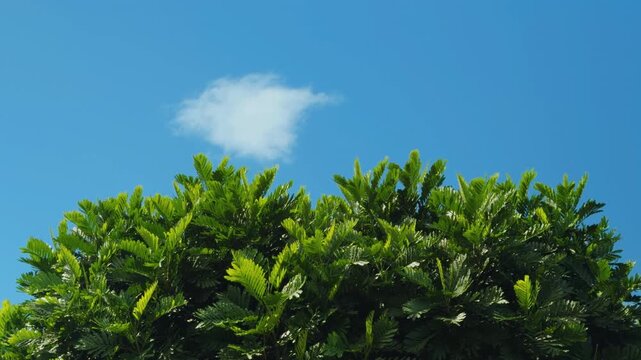 Filicium decipiens, ferntree, fern tree or fern leaf tree, is a species of Filicium. Family Sapindaceae. Haleiwa, Honolulu, Oahu, Hawaii