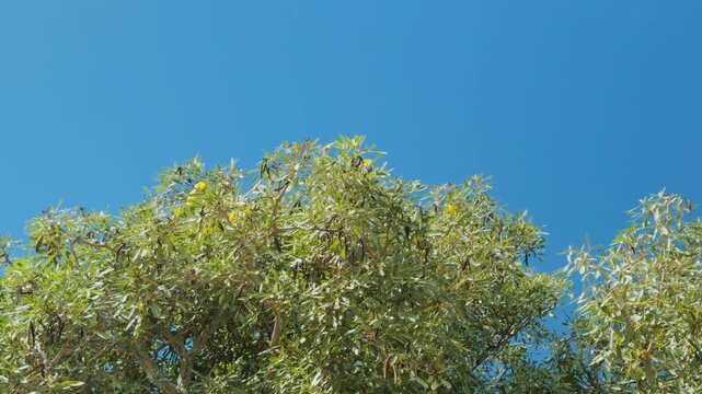 Tabebuia aurea, silver trumpet tree, and tree of gold. Family Bignoniaceae. Haleiwa, Honolulu, Oahu, Hawaii. Ornamental plant
