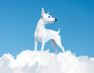 Obraz premium Adorable Chihuahua Dog Resting on Clouds