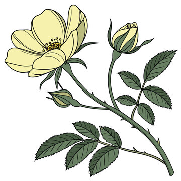 yellow banksia rose on white background
