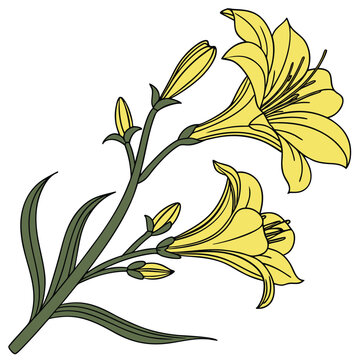 yellow archange flower vector on white