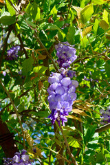 Beautiful purple growth in the garden.