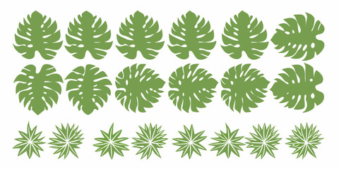 A collection of vibrant green monstera leaves arranged in neat rows © Dipu