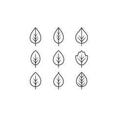Leatherwood icon line art botanical illustration 