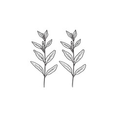 Lemon Verbena icon line art plant 