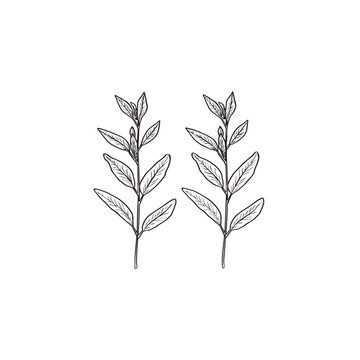 Lemon Verbena icon line art plant 