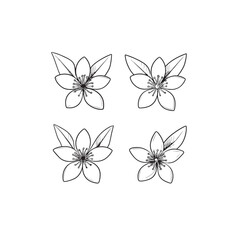 Lime Blossom icon line art nature element