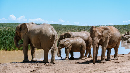 Fototapeta premium Majestic elephants enjoying a mud bath in Addo Elephant Park, South Africa during midday