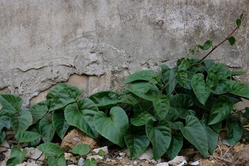 Vibrant green vine with heart-shaped leaves growing against a textured, weathered concrete wall